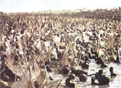 Argungu Fishing Festival